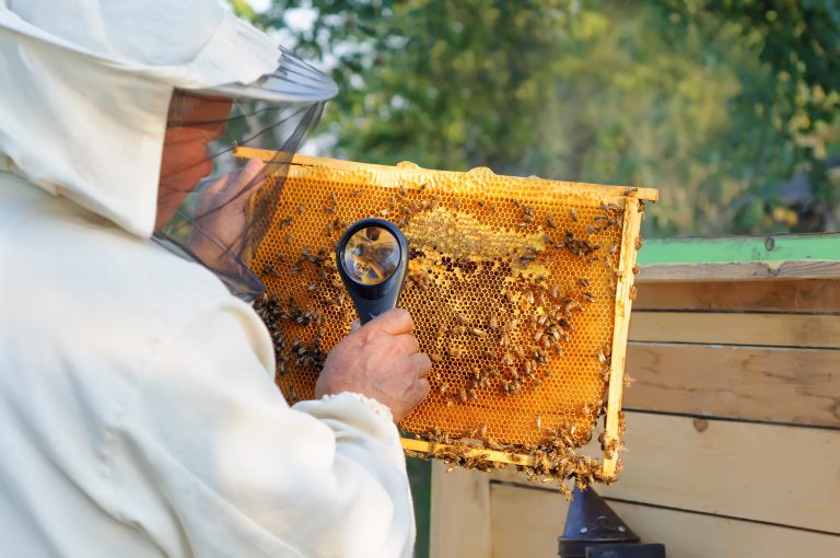 Apiculture bees skills impact